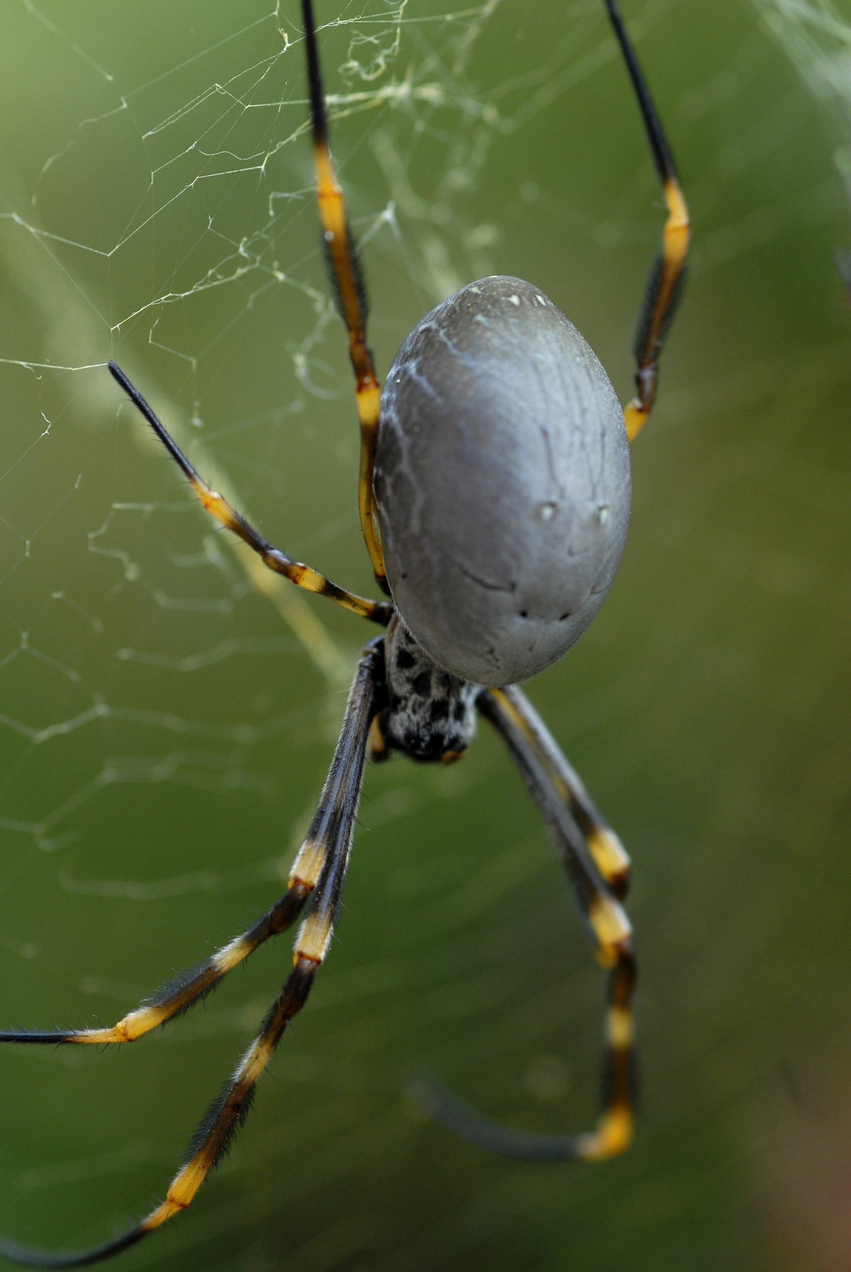 are golden silk orb weavers dangerous to humans (4)